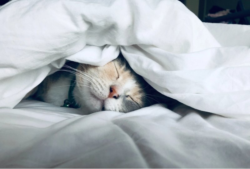 cute red cat sleeps under a white blanket in bed