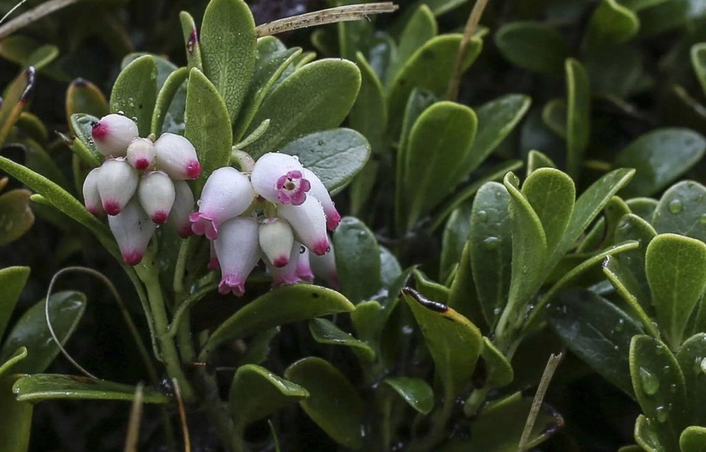 Bearberry: A Natural Antiseptic for the Urinary Tract - USA Apteka