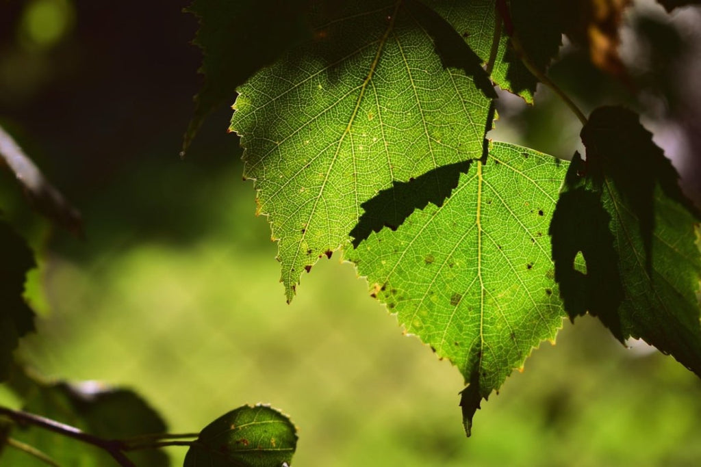 Birch Leaves: A Natural Diuretic and Source of Vitamins - USA Apteka