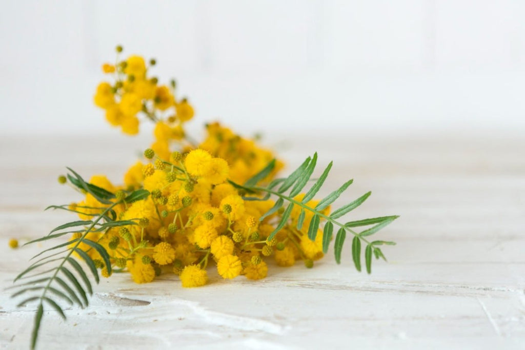 Botanical Benefits of Tansy and Its Use in Herbal Support - USA Apteka