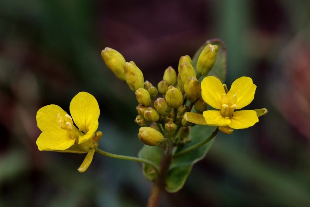 Celandine as a Remedy for Body Cleansing - USA Apteka