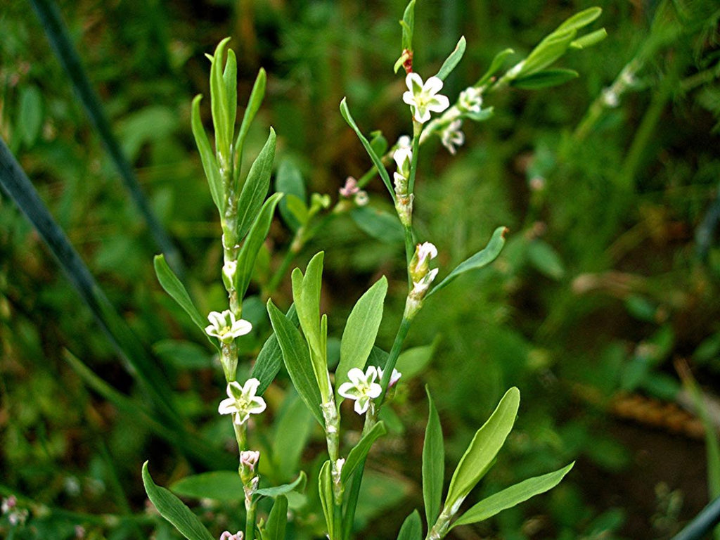 Knotweed (Bird's Knotweed): Herb That Strengthens Blood Vessels and Bones - USA Apteka