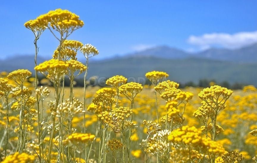 Liver and Gallbladder Healer: Helichrysum Arenarium (Immortelle) - USA Apteka