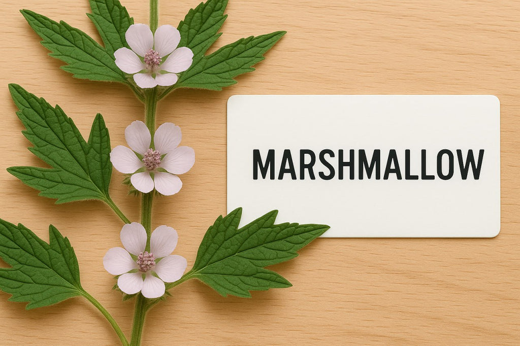 Marshmallow Root: Protection for the Stomach and Respiratory Tract