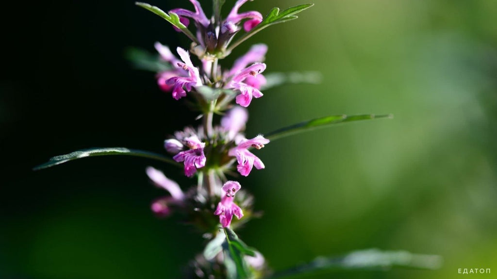 Motherwort: Calm and Support for the Nervous System - USA Apteka