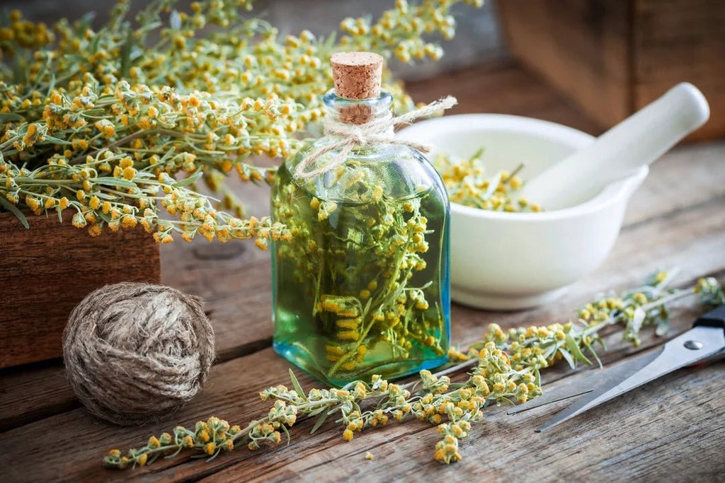 The Healing Power of Wormwood for Your Health - USA Apteka