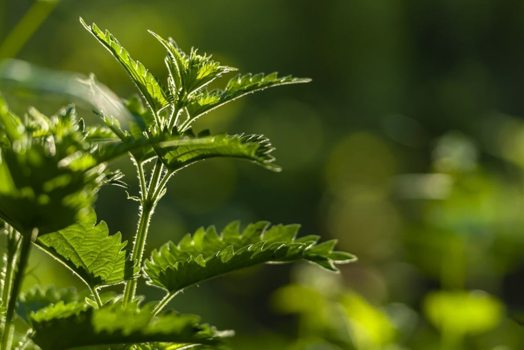 The Recovery Power of Nettle and Its Uses - USA Apteka