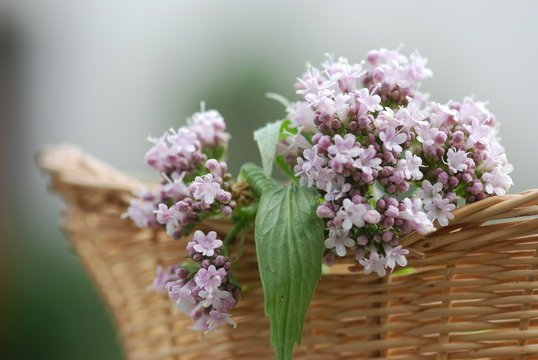 Valerian – A Time-Tested Natural Product for Calm and Restful Sleep - USA Apteka