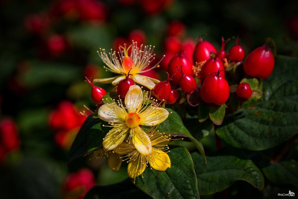 Why Is St. John's Wort Called the "Herb of a Hundred Ailments"? - USA Apteka