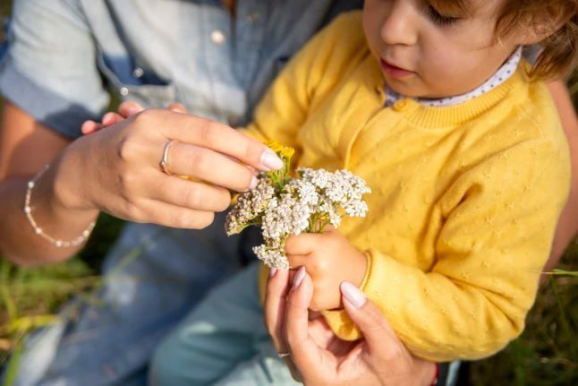 Yarrow – the wound recovery - USA Apteka